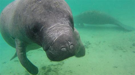 manatees in daytona beach.